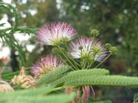 PICT0454_silk_tree_flower_selyem_fa_virag