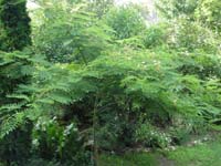 PICT0235_selyem_fa_silk_tree